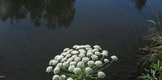 Iarba-popii (Ammi majus), planta medicinala