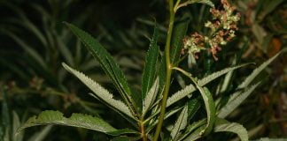 Iarba-sfanta (Eriodictyon californicum), planta cu puteri magice pentru vechii amerindieni