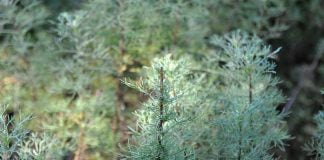 Iarba-viermilor (Artemisia cina), planta folosita impotriva viermilor intestinali