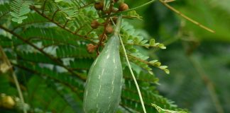 Lufa (Luffa cylindrica), cel mai bun burete de baie