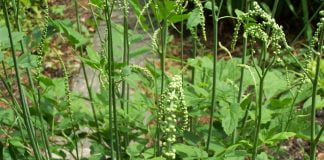 Lumanarelele (Cimicifuga racemosa) elimina simptomele menopauzei