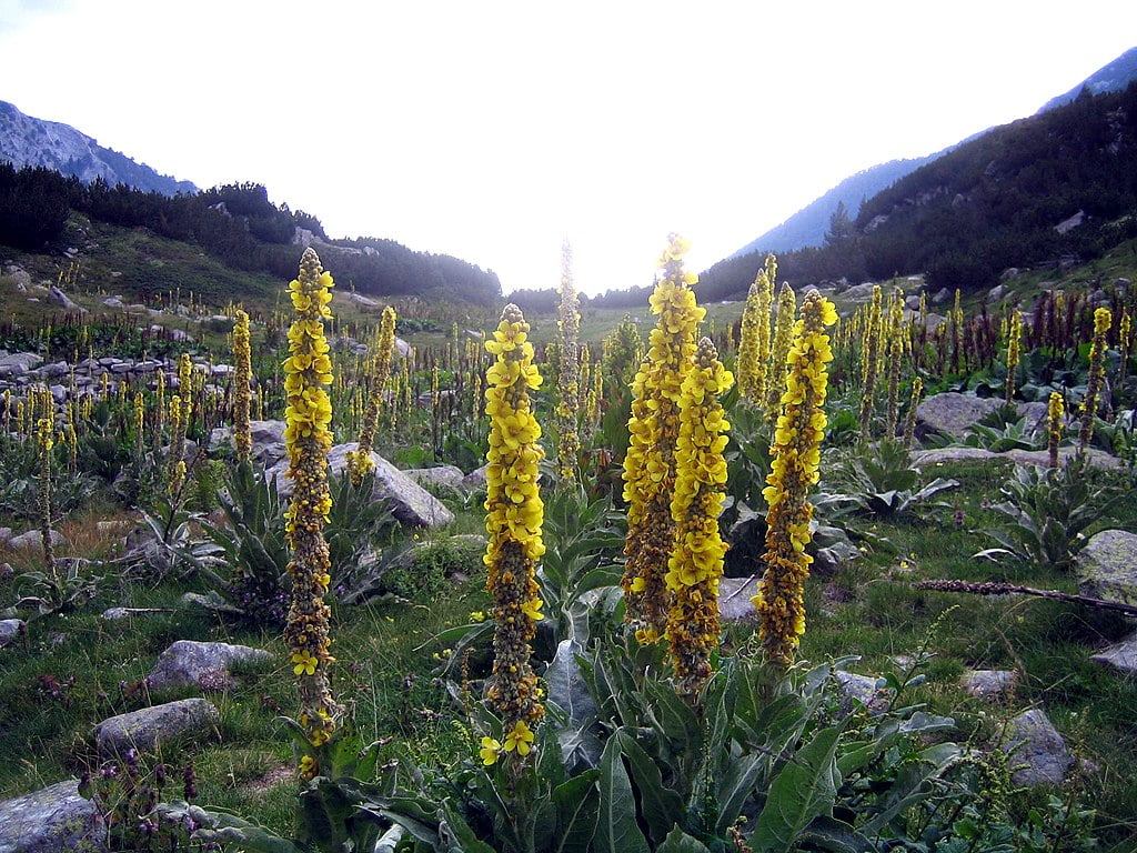Lumanarica