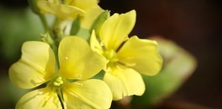 Luminita-noptii (Oenothera biennis), planta cu proprietati terapeutice