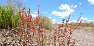 Macrisul-iepurelui (Rumex acetosella), planta cu proprietati diuretice