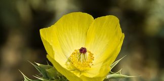 Macul-mexican spinos (Argemone mexicana)