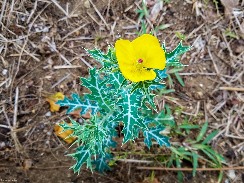 Macul-mexican spinos