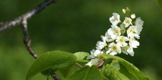 Malinul-alb (Prunus padus) sau prunul-salbatic