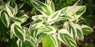 Maranta (Maranta arundinacea), planta cu radacina bogata in amidon