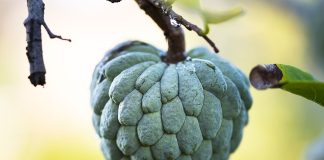 Marul-de-scortisoara (Annona squamosa) si proprietatile fructelor sale