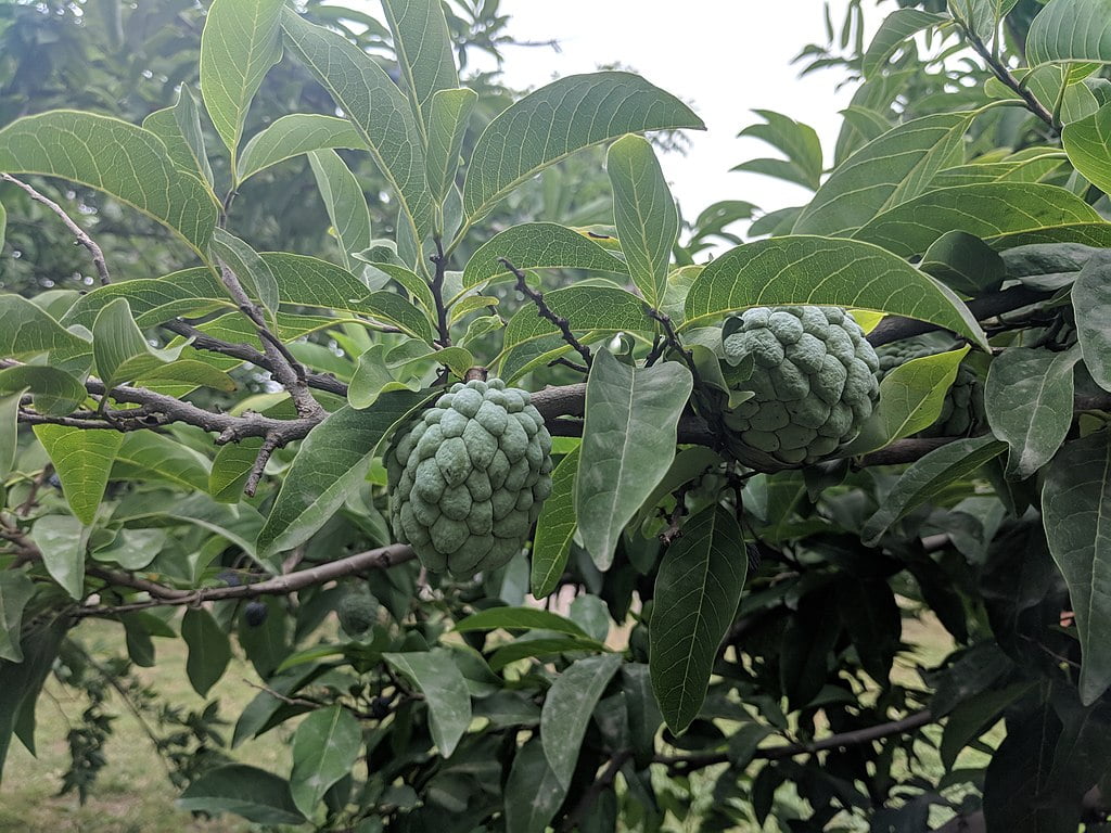Marul-de-scortisoara