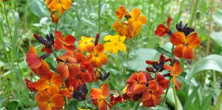 Micsuneaua-ruginie (Cheiranthus cheiri), planta medicinala