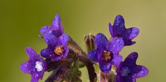 Miruta (Anchusa officinalis), planta medicinala