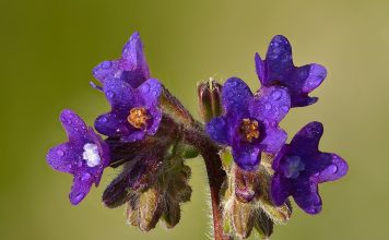 Miruta (Anchusa officinalis), planta medicinala