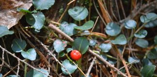 Mitchella repens, planta medicinala numita vita-de-vie a femeii