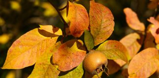 Mosmonul (Mespilus germanica), arbore cu proprietati terapeutice