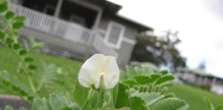 Nautul (Cicer arietinum), leguma cu excelente proprietati nutritive