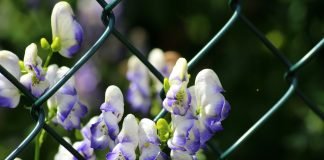 Omagul-multicolor (Aconitum variegatum), planta otravitoare