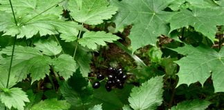 Orbaltul (Actaea spicata), planta medicinala folosita in homeopatie