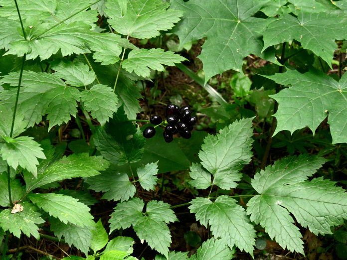 Orbaltul (Actaea spicata), planta medicinala folosita in homeopatie Orbaltul (Actaea spicata), planta medicinala folosita in homeopatie