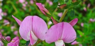Osul-iepurelui (Ononis spinosa), planta ce vindeca afectiunile urinare