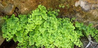 Parul-fetei (Adiantum capillus-veneris) sau parul-Maicii-Domnului