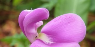 Perla-marii (Canavalia maritima), planta ce inlocuieste marijuana