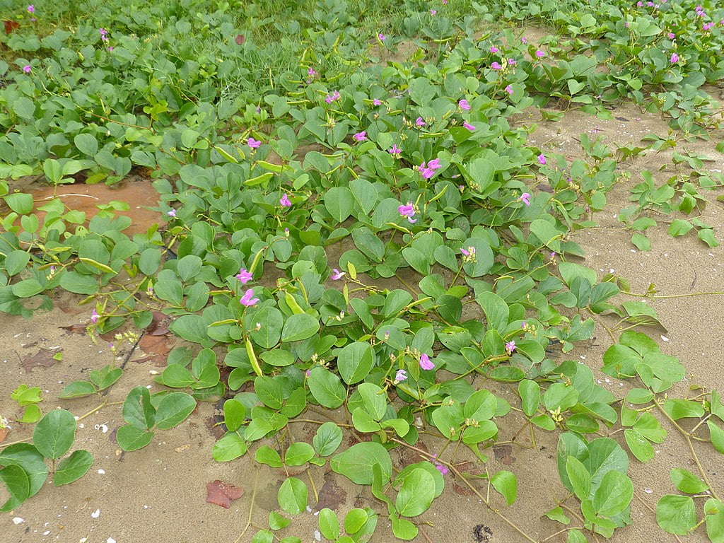 Perla-marii