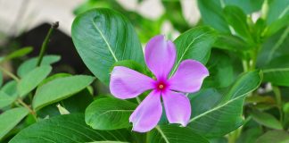 Pervica-de-Madagascar (Catharanthus roseus), planta impotriva cancerului