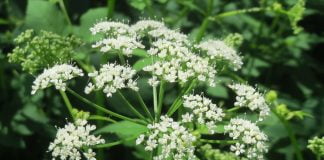Piciorul-caprei (Aegopodium podagraria), planta medicinala