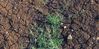 Pirul-gros (Cynodon dactylon) planta ce contine amidon