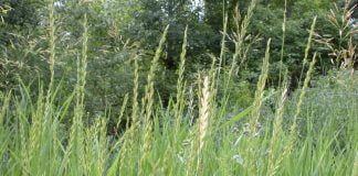 Pirul-tarator (Agropyron repens), planta cu proprietati diuretice