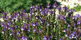 Planta Huang-quin sau gura-lupului chinezeasca (Scutellaria baicalensis)
