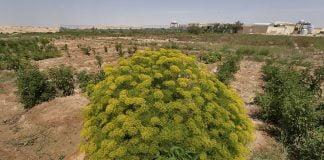 Planta-de-amoniac (Dorema ammoniacum) si rasina guma de amoniac