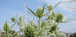 Plante medicinale - Rostogolul (Eryngium campestre) sau scaiul-dracului