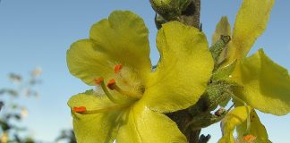 Plante medicinale – Lumanarica (Verbascum phlomoides)
