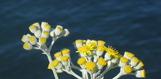 Plante medicinale – Nemuritoarea (Helichrysum italicum)