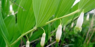 Plante medicinale – Pecetea-lui-Solomon (Polygonatum odoratum