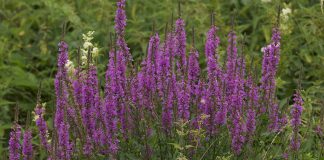 Plante medicinale – Rachitanul (Lythrum salicaria) sau floarea-zanelor