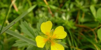 Plante medicinale – Sclipetul (Potentilla erecta)