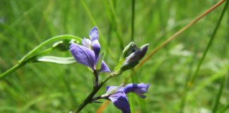 Plante medicinale – Soparlita (Polygala vulgaris)