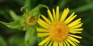 Plante medicinale – Sovavarita (Inula britannica)