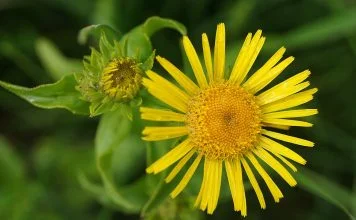 Plante medicinale – Sovavarita (Inula britannica)