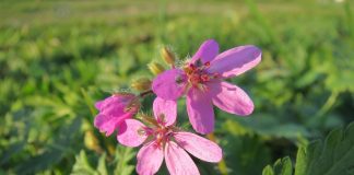 Pliscul-cocorului (Erodium cicutarium), planta cu proprietati astringente