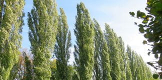 Plopul, specii si utilizari terapeutice