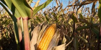 Porumbul (Zea mais) si proprietatile sale benefice pentru sanatate