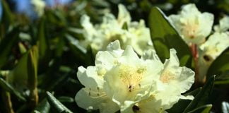 Rododendronul-galben si Rododendronul-ruginiu