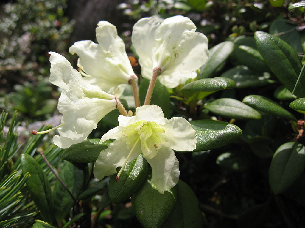 Rododendronul-galben