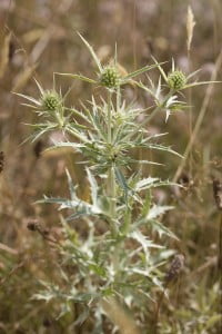 Rostogolul-Eryngium-campestre-200x300.jpg