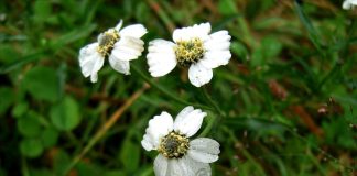 Rototele-albe (Achillea ptarmica), planta medicinala