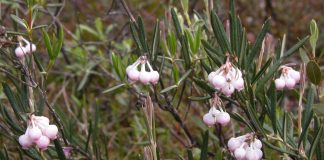 Ruginarea (Andromeda polifolia), planta otravitoare ce se aseamana cu rozmarinul